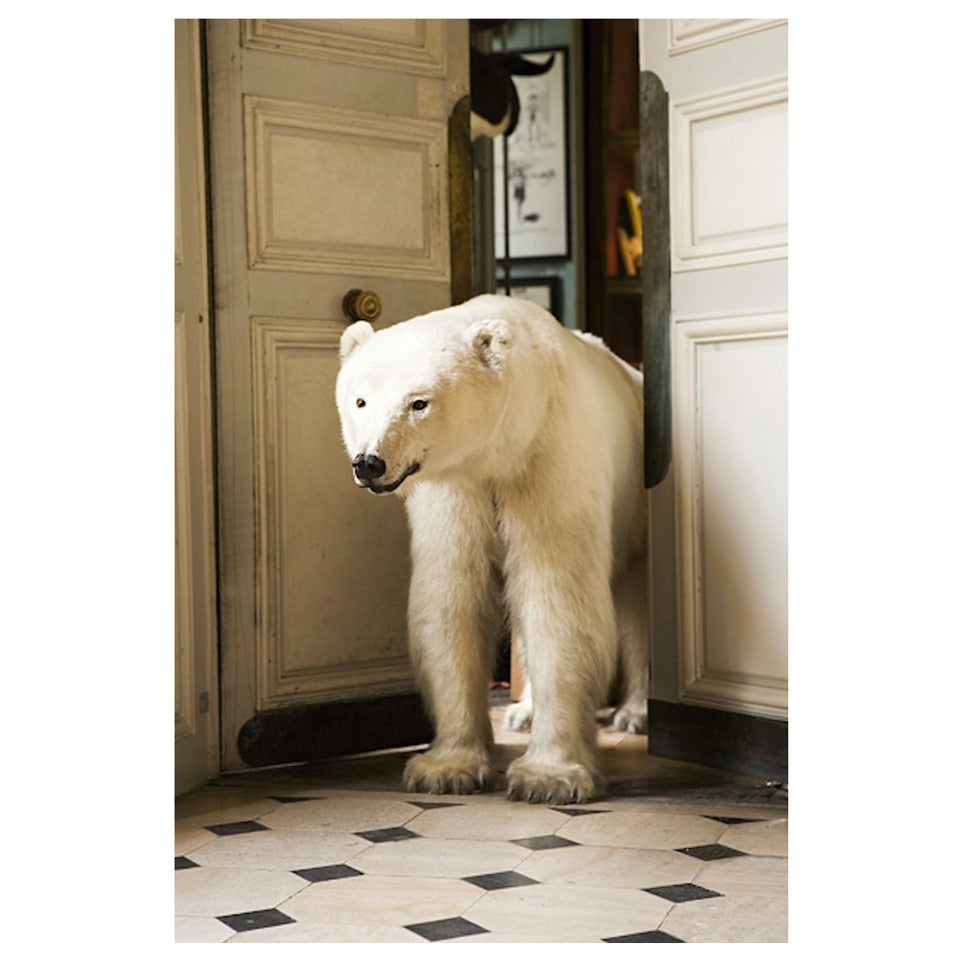 Polar Bear Exiting Deyrolle For Sale