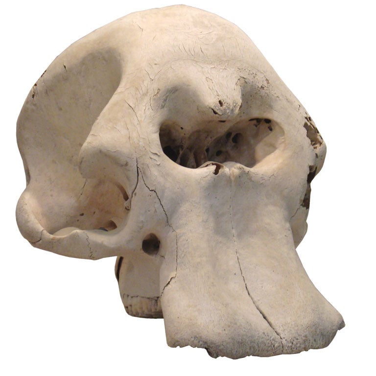 Elephant Skull