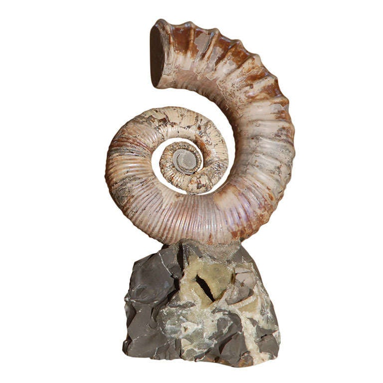Opalescent Uncoiled Ammonite For Sale