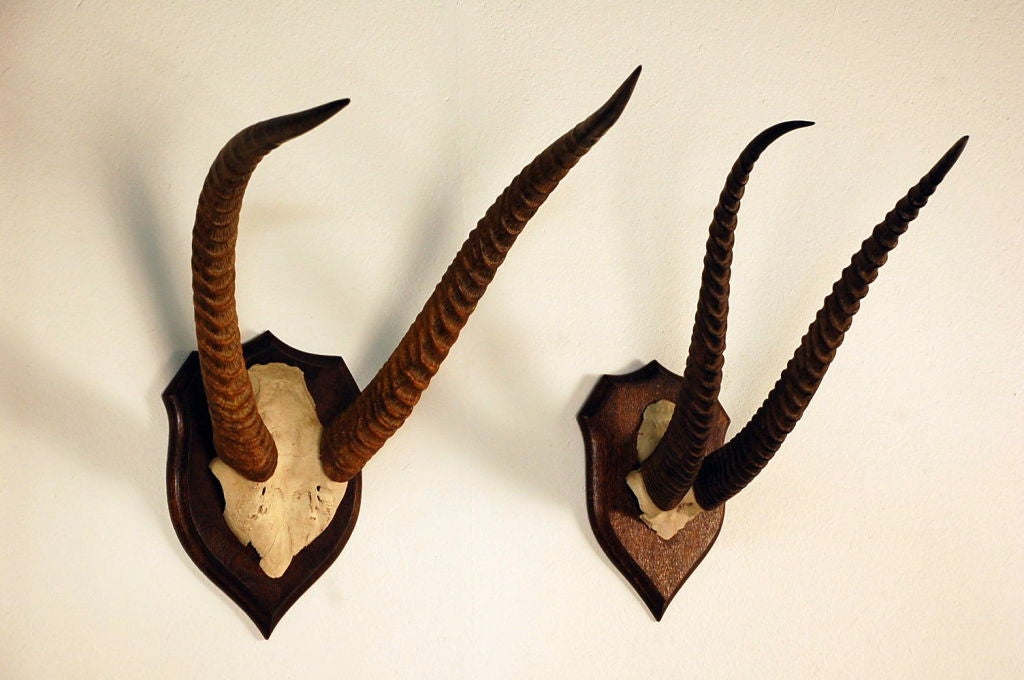 Pair of mounted African antlers