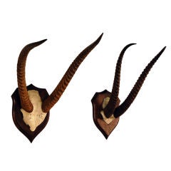 Pair of mounted African antlers