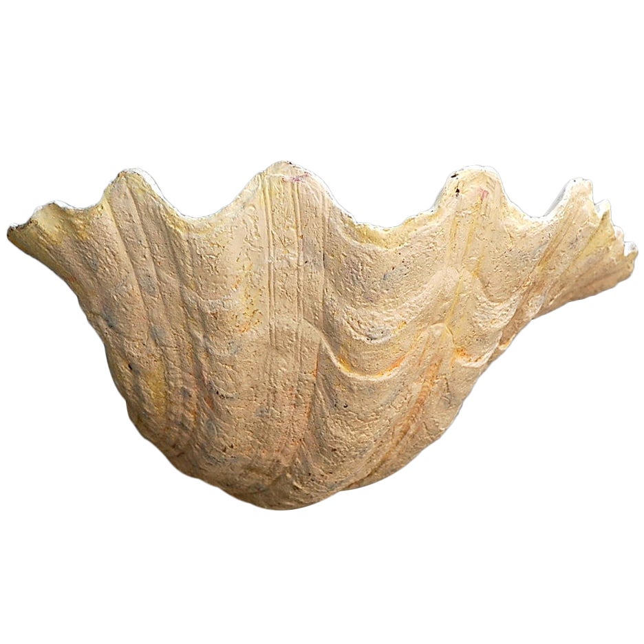 Single Plaster Shell Sconce