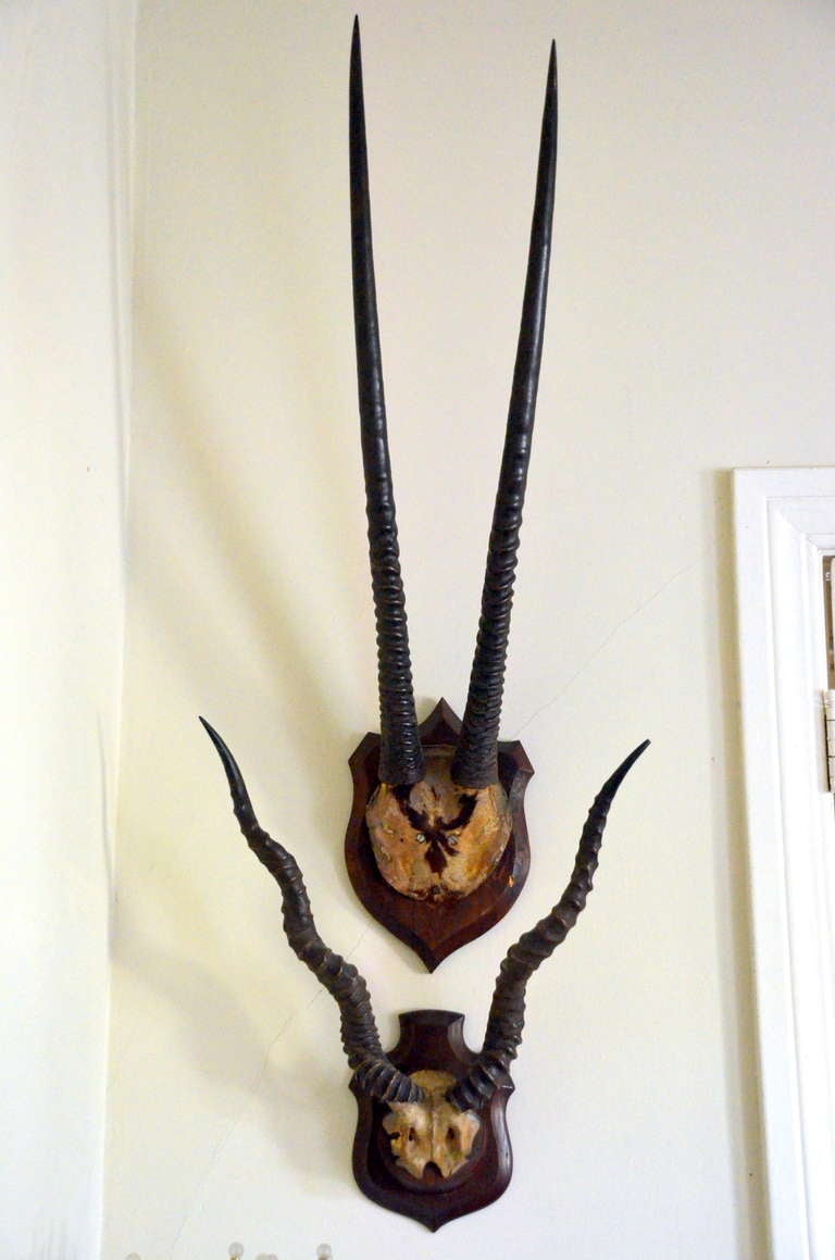 Set of 2 Tall Vintage African Antelope Antlers

(Top) item dimensions:
Width - 9 in.
Depth - 12 in.
Height - 37 in.

(Bottom) item dimensions:
Width - 18 in.
Depth - 8 in.
Height - 20 in.