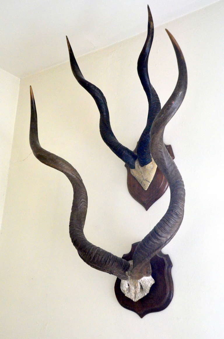 african antlers
