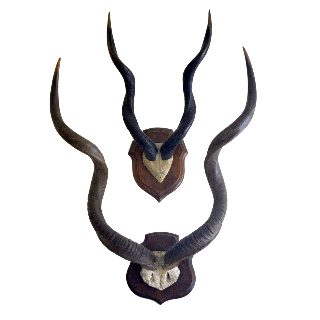 Set of 2 Large Vintage African Antelope Antlers