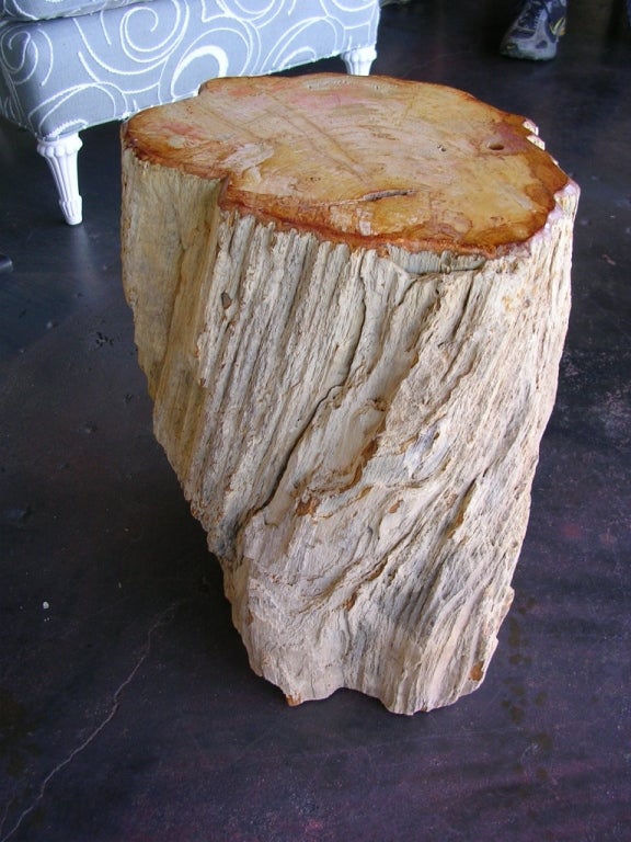 Petrified Wood Table 1