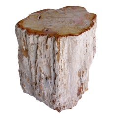 Petrified Wood Table