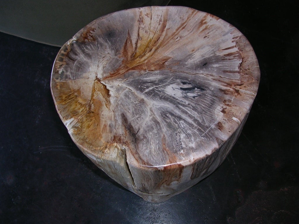 American Petrifed Wood Table