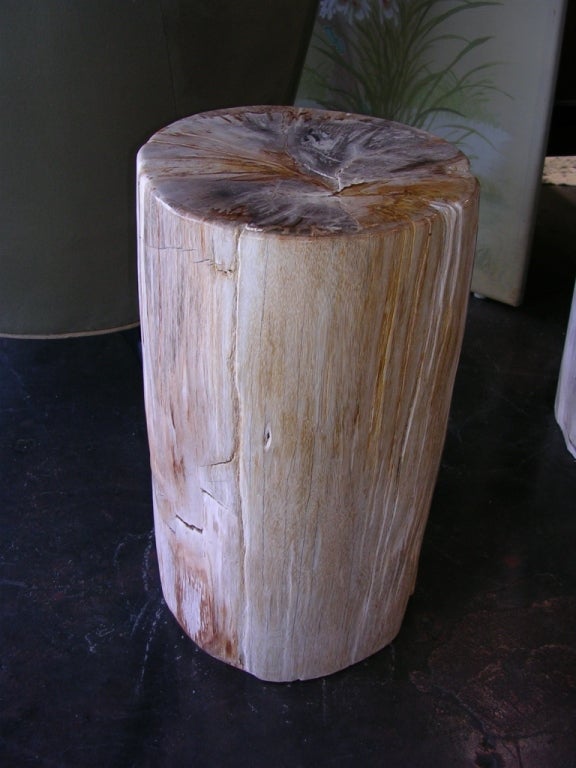 Petrified Wood Petrifed Wood Table