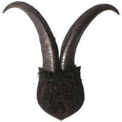 Monumental and Minimalist Pair of Mounted Buffalo Horns