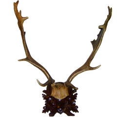Exceptional Large Black Forest Farrow Antler Mount On Carved Wood Plaque.