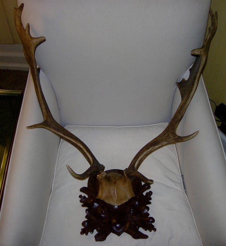 EXCEPTIONAL LARGE BLACK FOREST FARROW ANTLER MOUNT ON CARVED WOOD PLAQUE.