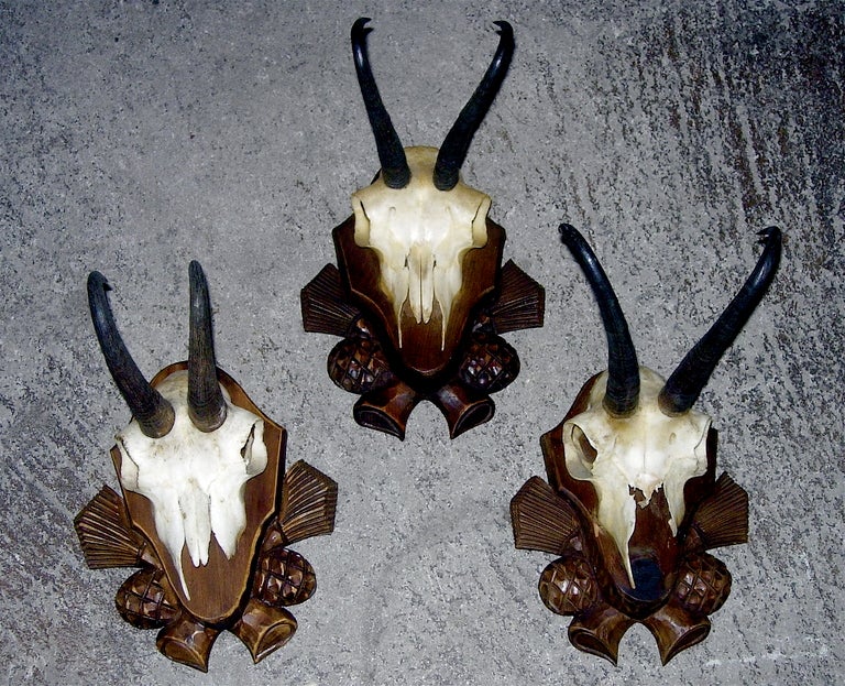 Collection Of Three Black Forest Chinoi Mounts On Carved Wood Plaques