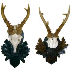 Large Black Forest Roe Mounts On Carved Wood Plaques