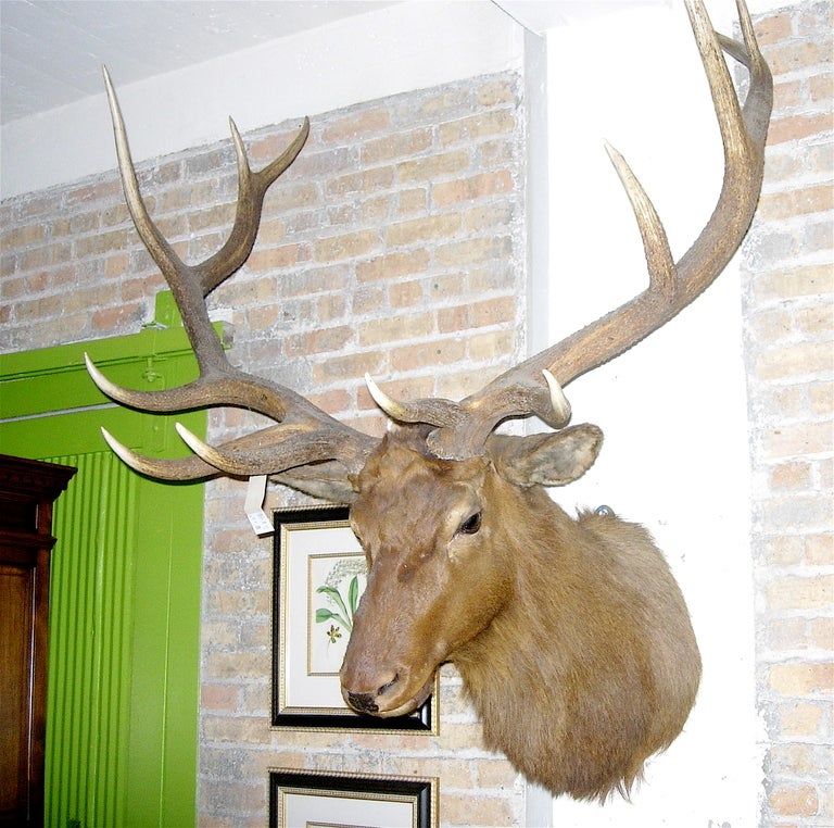Monumental and very majestic twelve-point elk mount, great condition.