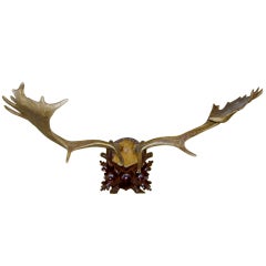 Monumental Black Forest Fallow Mount On Carved Wood Plaque