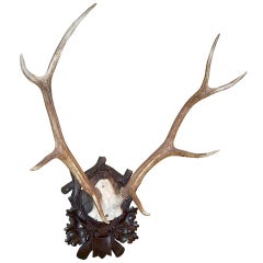 Early Deer Antler Mount On Black Forest Carved Wood Plaque. 2