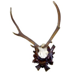 Early Deer Antler Mount on Black Forest Carved Wood Plaque 10