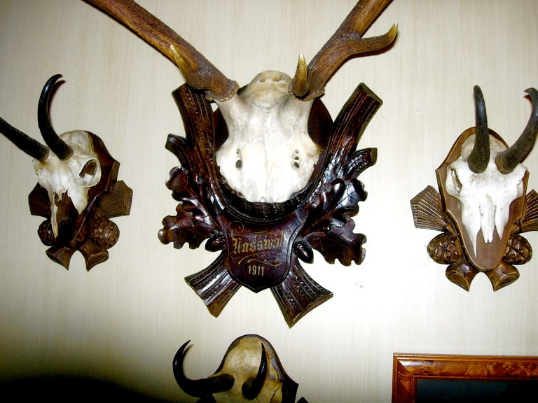 plaque for deer antlers