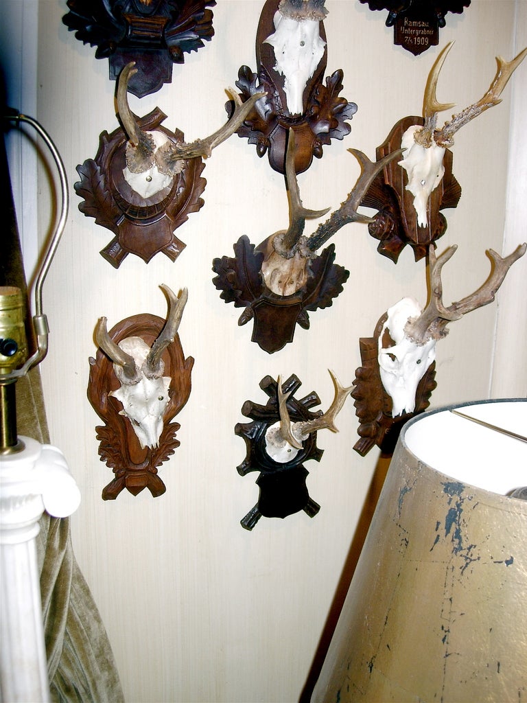 Austrian Exceptional Collection Of Early Roe Mounts On Carved Wood Black Forest Plaques.