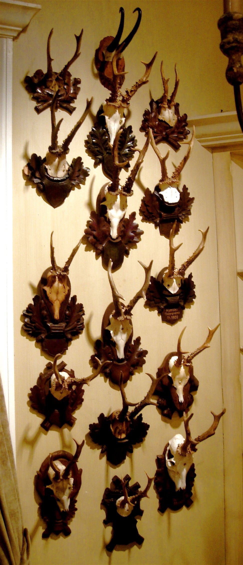 Exceptional Collection Of Early Roe Mounts On Carved Wood Black Forest Plaques.