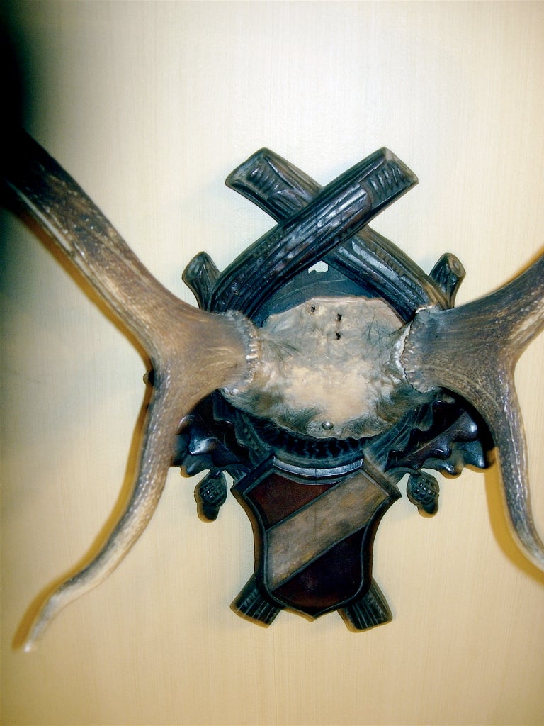 Monumental Black Forest Stag Antler Mount on Carved Wood Plaque