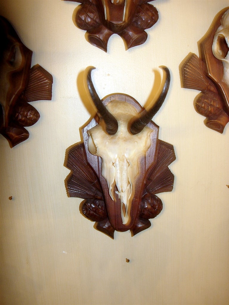 Collection of four Black forest chamois mounts of carved wood plaques. Priced per mount.