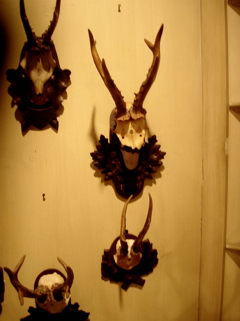 Collection de cinq montures de cordes de la Forêt-Noire sur plaques de bois sculpté Prix par mou Excellent état - En vente à Buchanan, MI