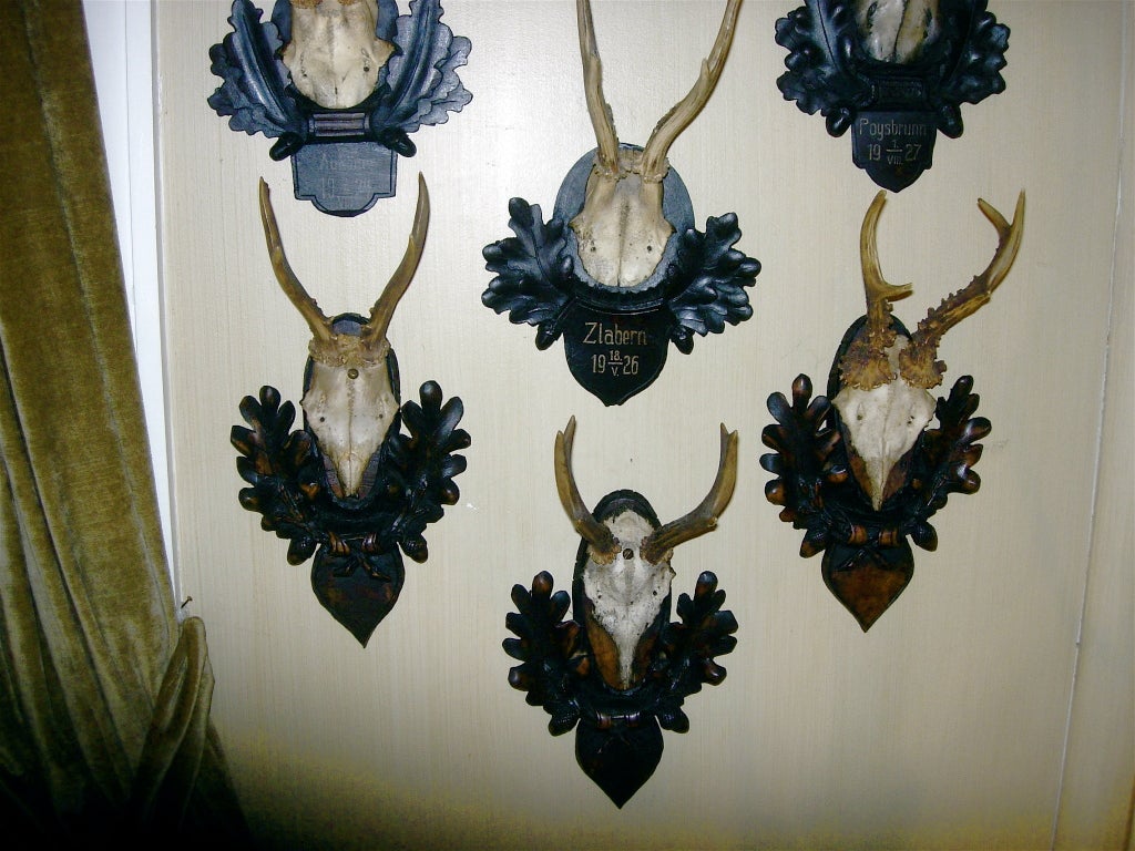 Collection of 12 early Black Forest roe mounts very nicely carved and great color and patination. Priced per mount.