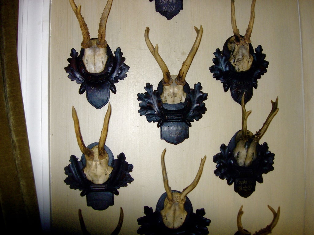 German Collection of 12 Early Black Forest Roe Mounts For Sale