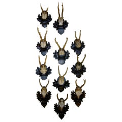 Collection of 12 Early Black Forest Roe Mounts 9