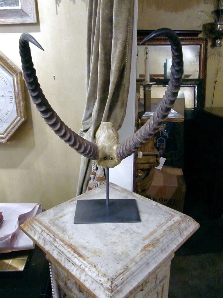Handsome set of African antlers mounted on custom metal stand.
