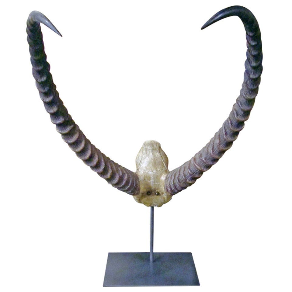 Handsome Set of African Antlers Mounted on Custom Metal Stand