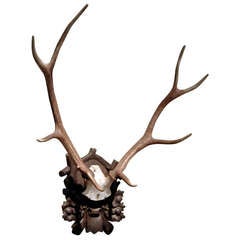 Black Forest Stag Mount on Carved Wood Plaque 11