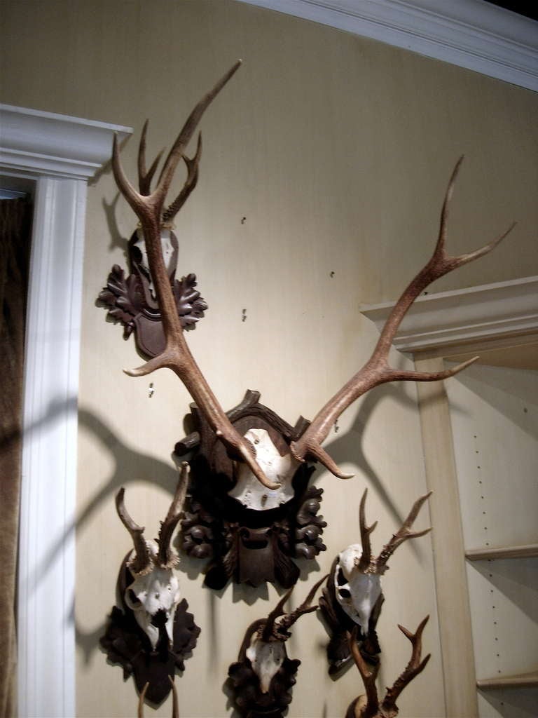 Monumental Black Forest stag mount on carved wood plaque.