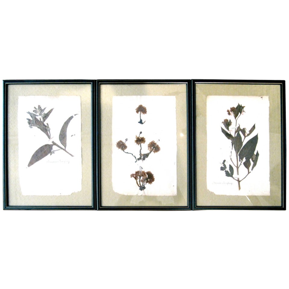 Three 19th Century Pressed Botanicals Framed on Celadon Silk