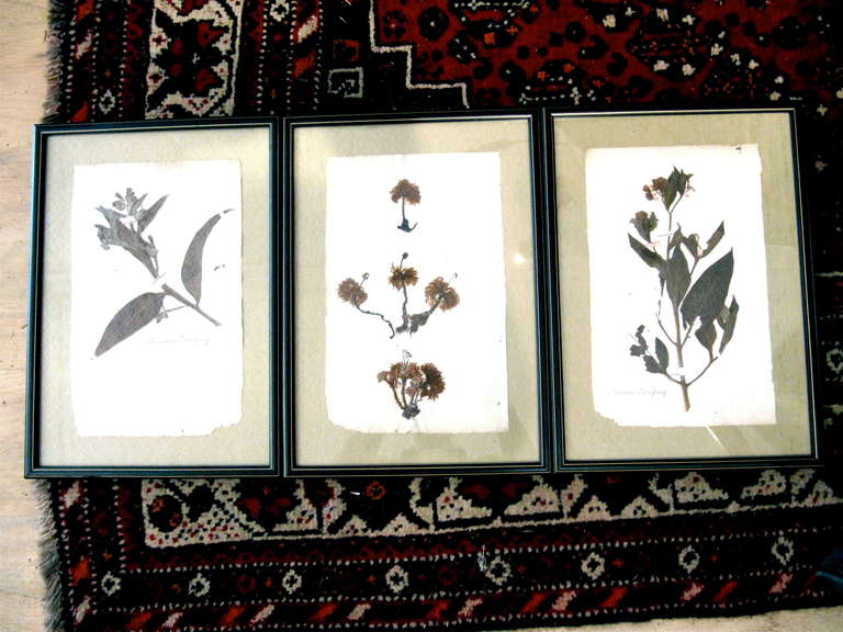 Three 19th century pressed botanicals framed on celadon silk.
