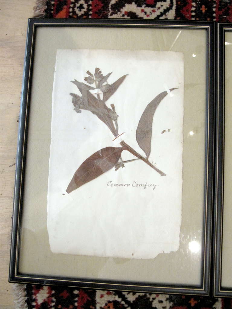 British Three 19th Century Pressed Botanicals Framed on Celadon Silk