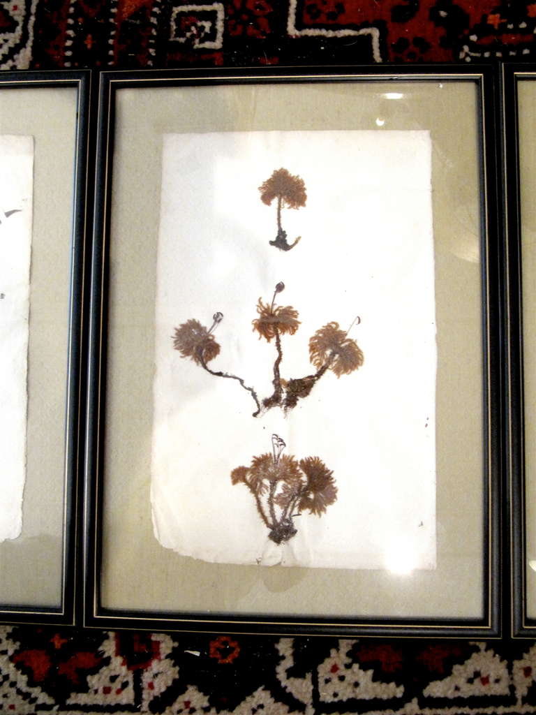 Three 19th Century Pressed Botanicals Framed on Celadon Silk In Excellent Condition In Buchanan, MI