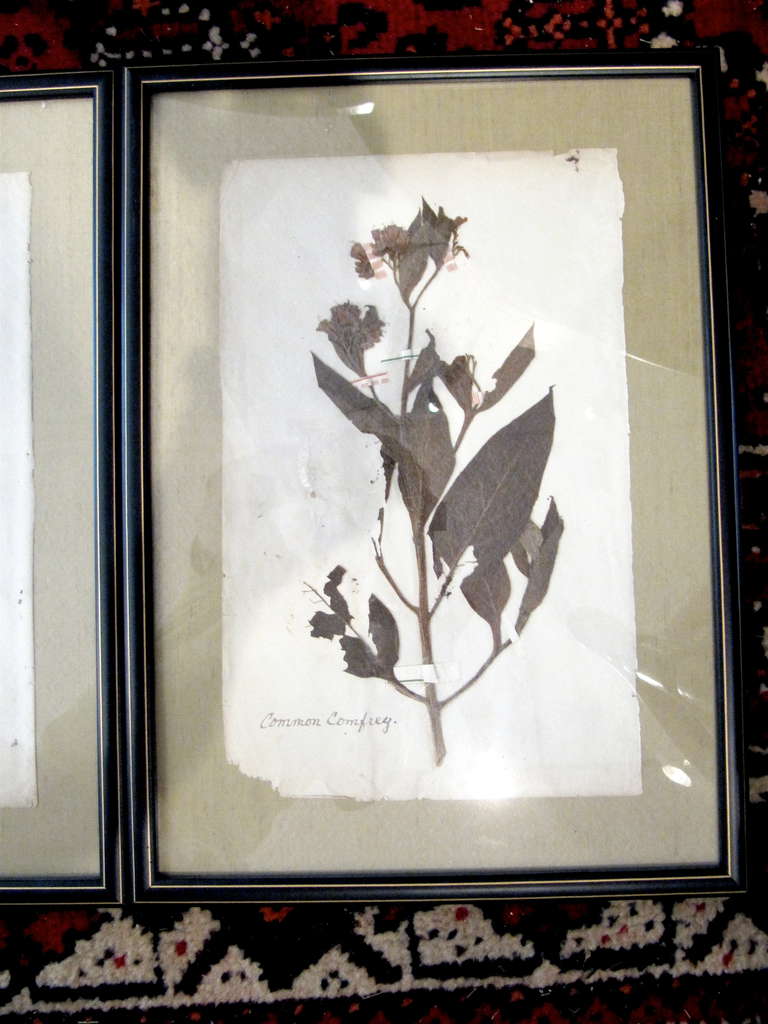 Three 19th Century Pressed Botanicals Framed on Celadon Silk 1