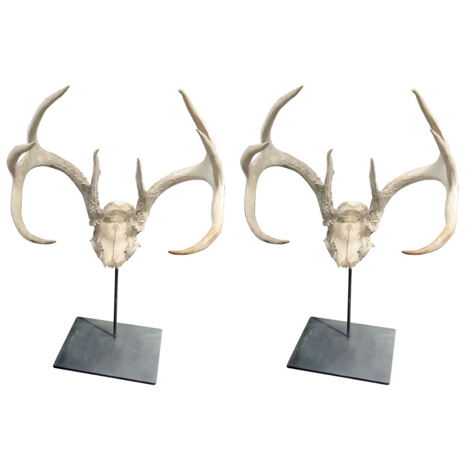 One Pair of Sculptural Antler Mounts on Custom Iron Stand