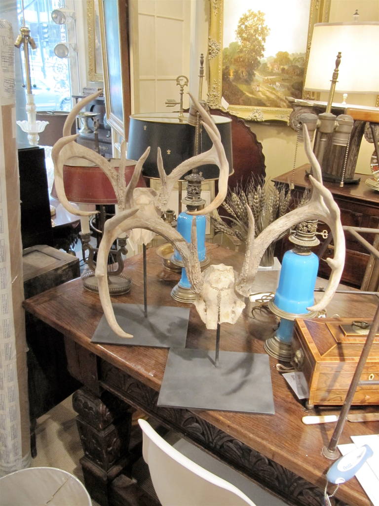 American One Pair of Sculptural Antler Mounts on Custom Iron Stand