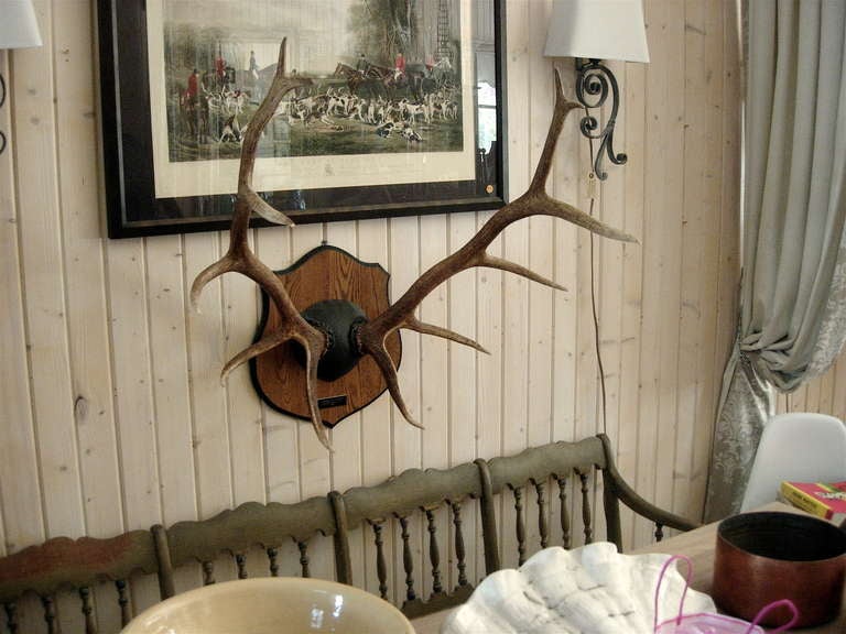 Monumental Antler Mount on Wood Plaque