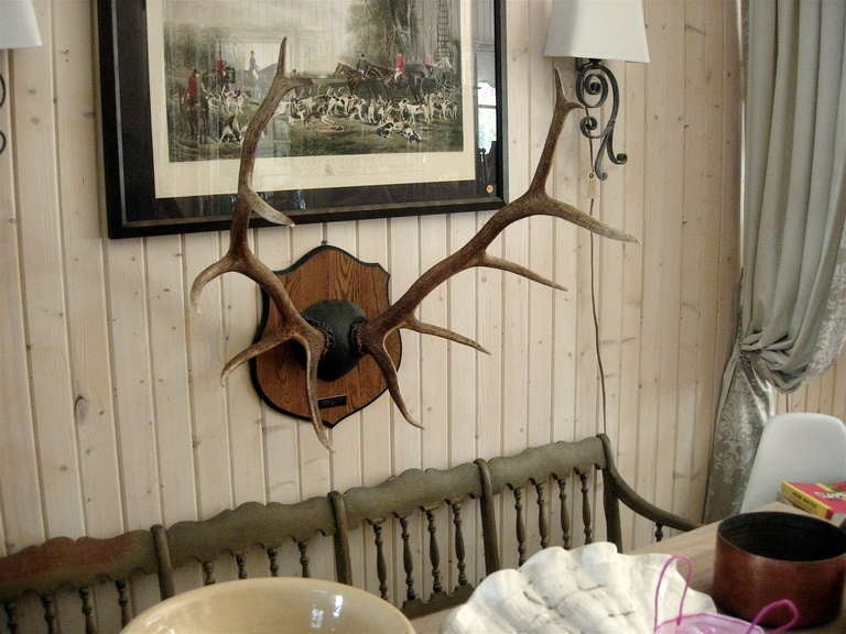 Monumental antler mount on wood plaque.  We also have a large selection of Black Forrest antler mounts on carved wood plaques.  