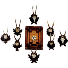 Collection Of Twenty Black Forest Roe Mounts