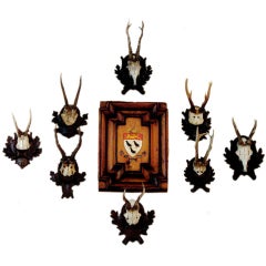 Collection Of Twenty Black Forest Roe Mounts 3