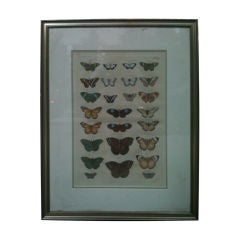 18TH CENTURY HAND COLORED ENGRAVING OF BUTERFLY'S