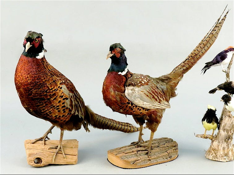 One Pair Pheasant Mounts On Wooden Bases