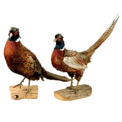 One Pair Pheasant Mounts On Wooden Bases