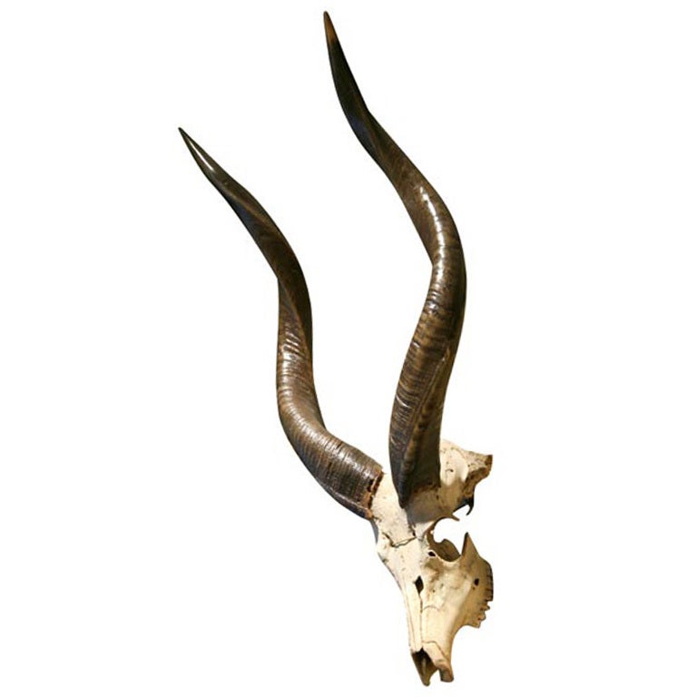 Vintage Kudu Mount For Sale